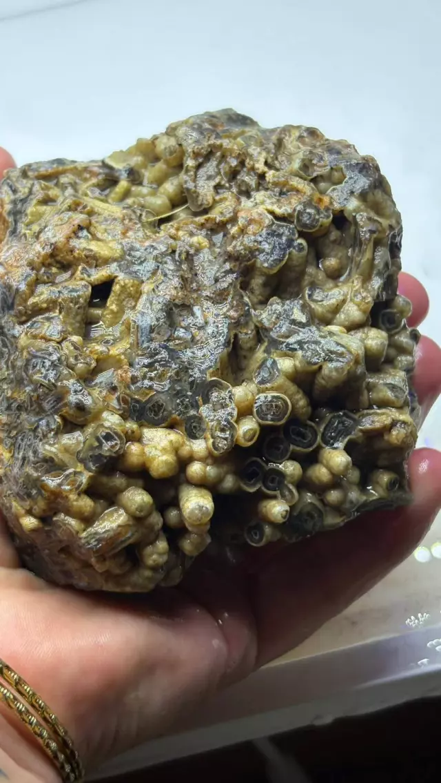 Türkiye'de bulundu! Sahibi satışa çıkardı, işte istediği bedel