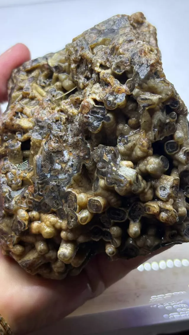 Türkiye'de bulundu! Sahibi satışa çıkardı, işte istediği bedel