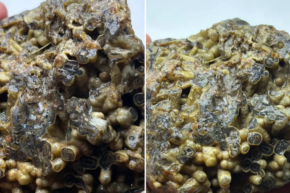 Türkiye\'de bulundu! Sahibi satışa çıkardı, işte istediği bedel