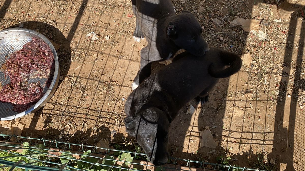 Antalya\'da Yavru Köpek İstismarı: 327 Bin TL Ceza