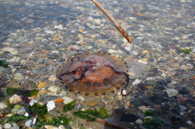 Kırmızı, büyük ve uzun kolları var! Denizde görürseniz sakın yaklaşmayın