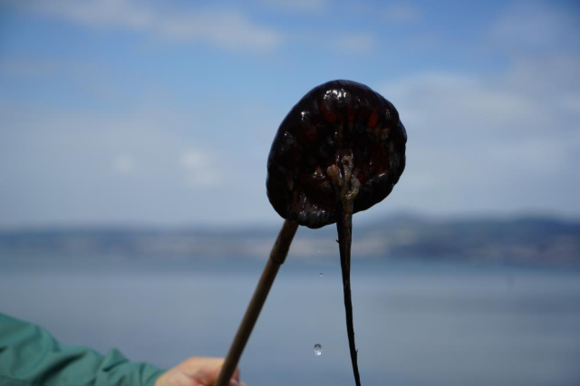 Kırmızı, büyük ve uzun kolları var! Denizde görürseniz sakın yaklaşmayın