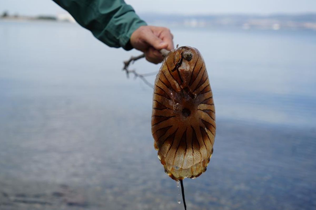 Kırmızı, büyük ve uzun kolları var! Denizde görürseniz sakın yaklaşmayın