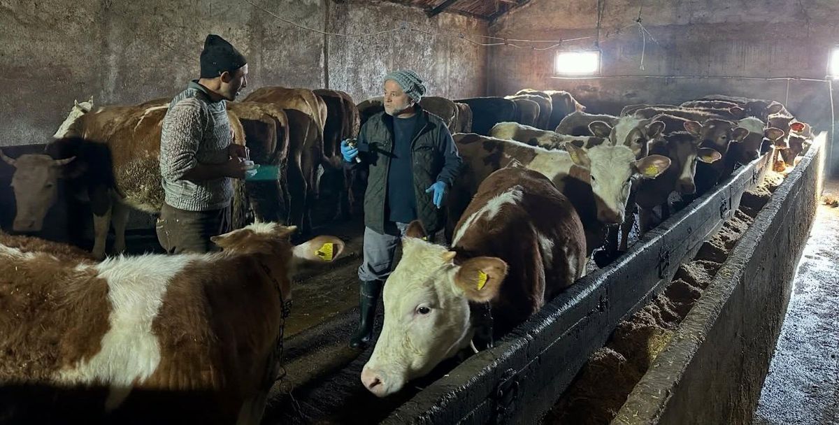 Bayburt\'ta Şap Aşılama Kampanyası Tamamlandı