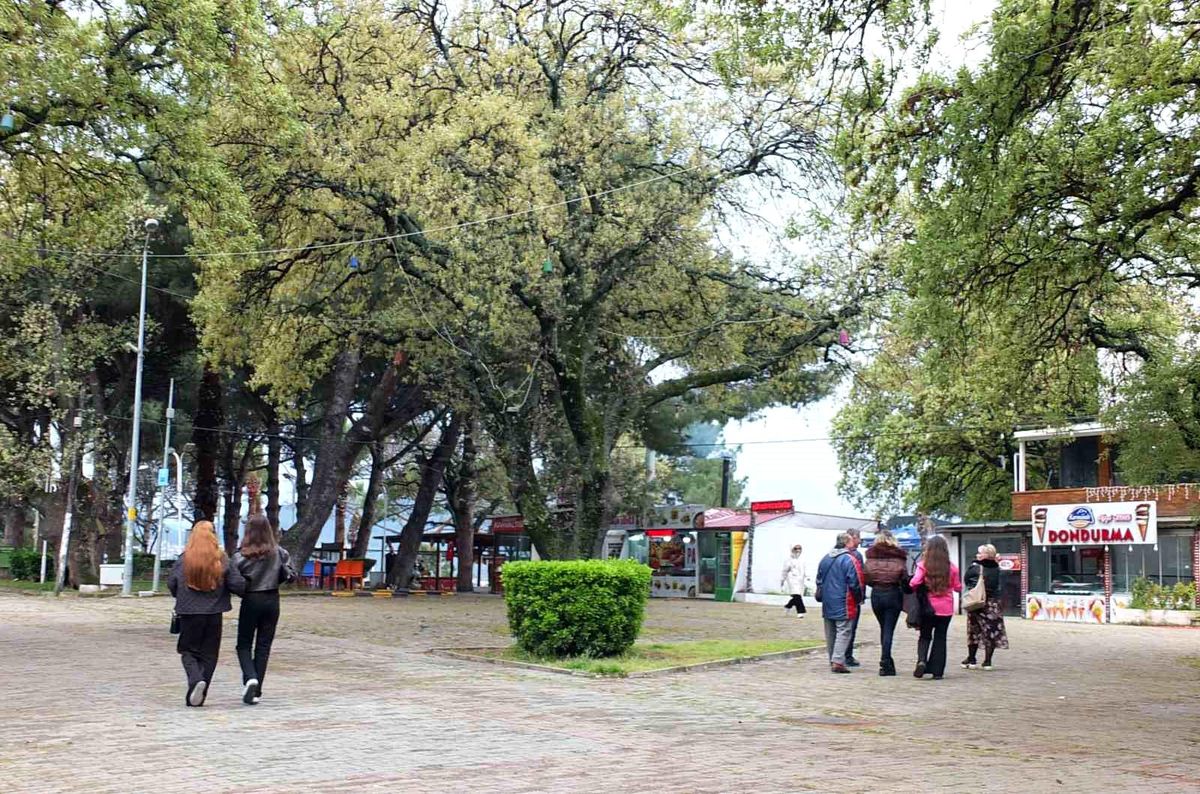 Ören\'deki Meşe Ağaçları Yeşermeye Başladı