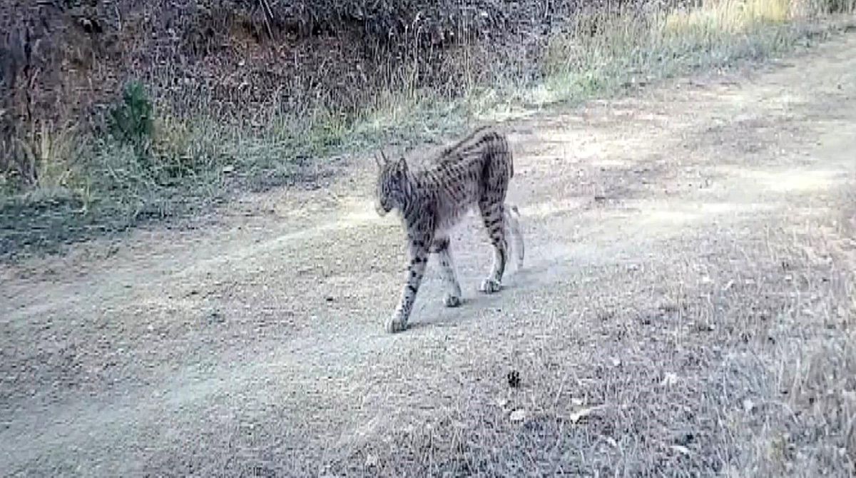 Çankırı\'da Vaşaklar Fotokapanla Görüntülendi