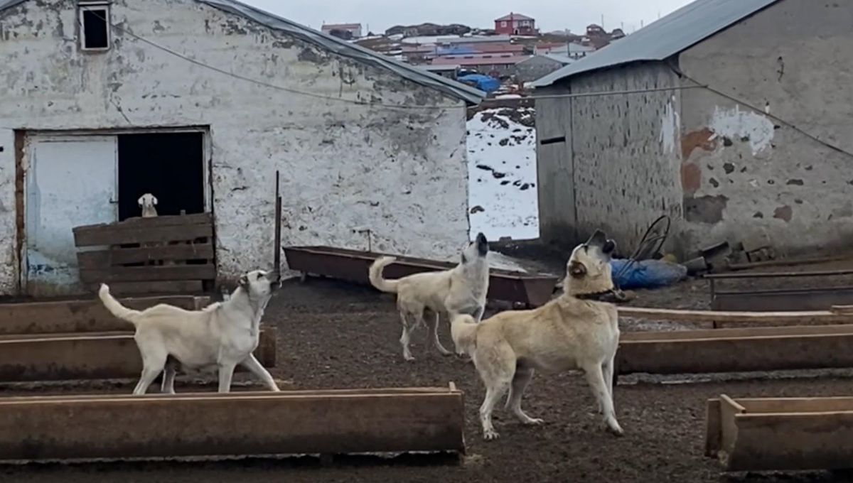 Dronu Fark Eden Çoban Köpekleri Havladı