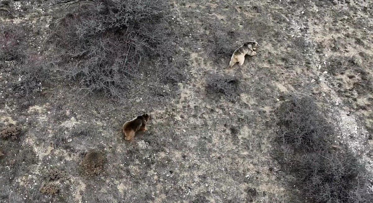 Refahiye\'de Ayılar Baharı Karşıladı