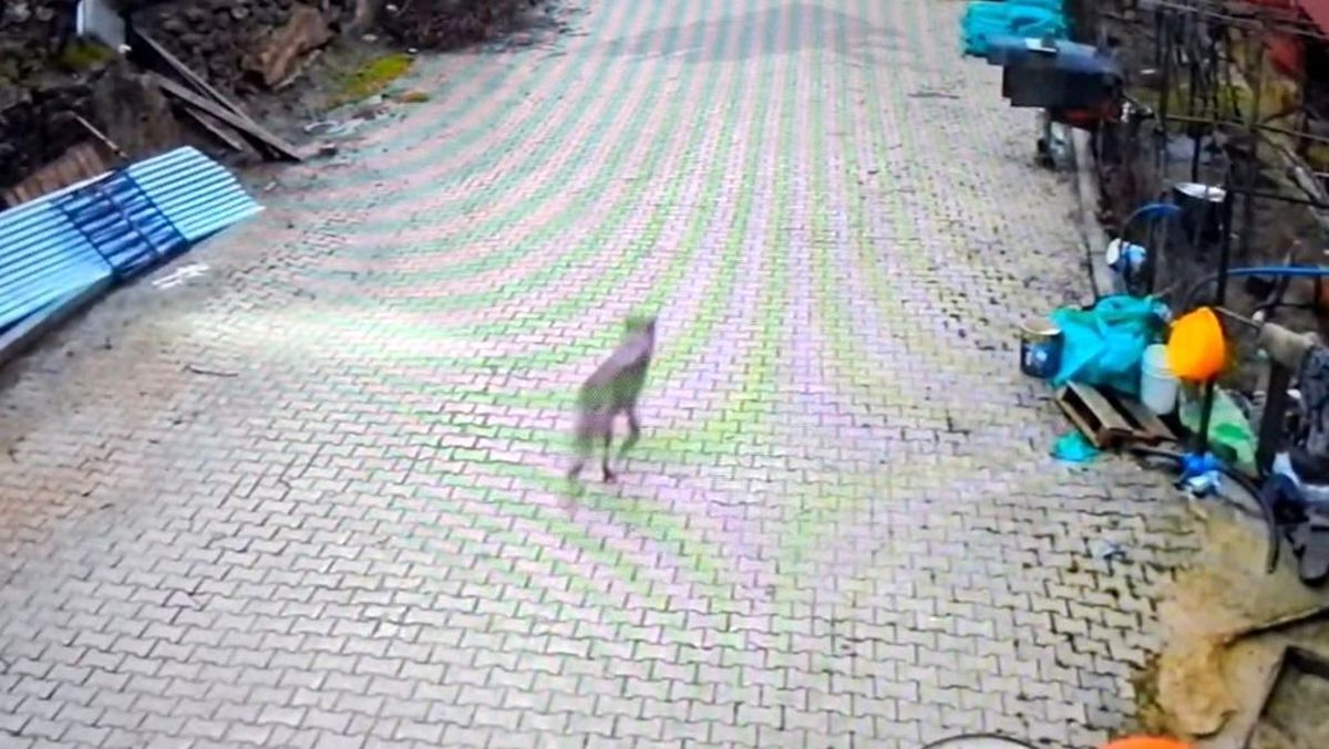 Feke\'de Kurt Kapıya Kadar Geldi