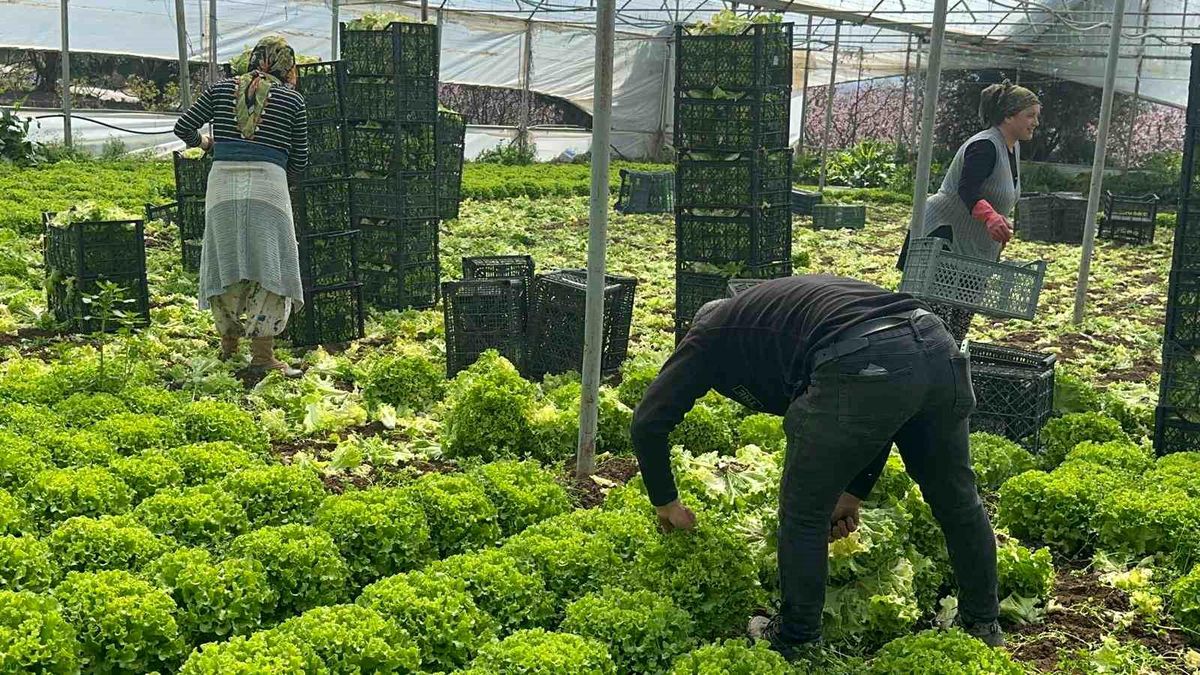Kıvırcık Marul Fiyatları Yükseldi