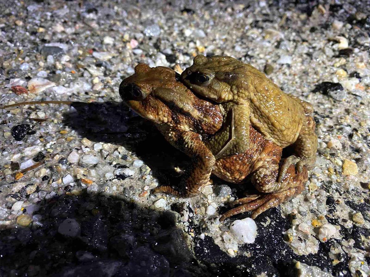 Domaniç\'te Kurbağa Göçü Başladı