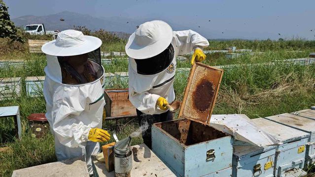 Kuyucak’ta Arı Kovanı İmalatı Dünyaya Açılıyor