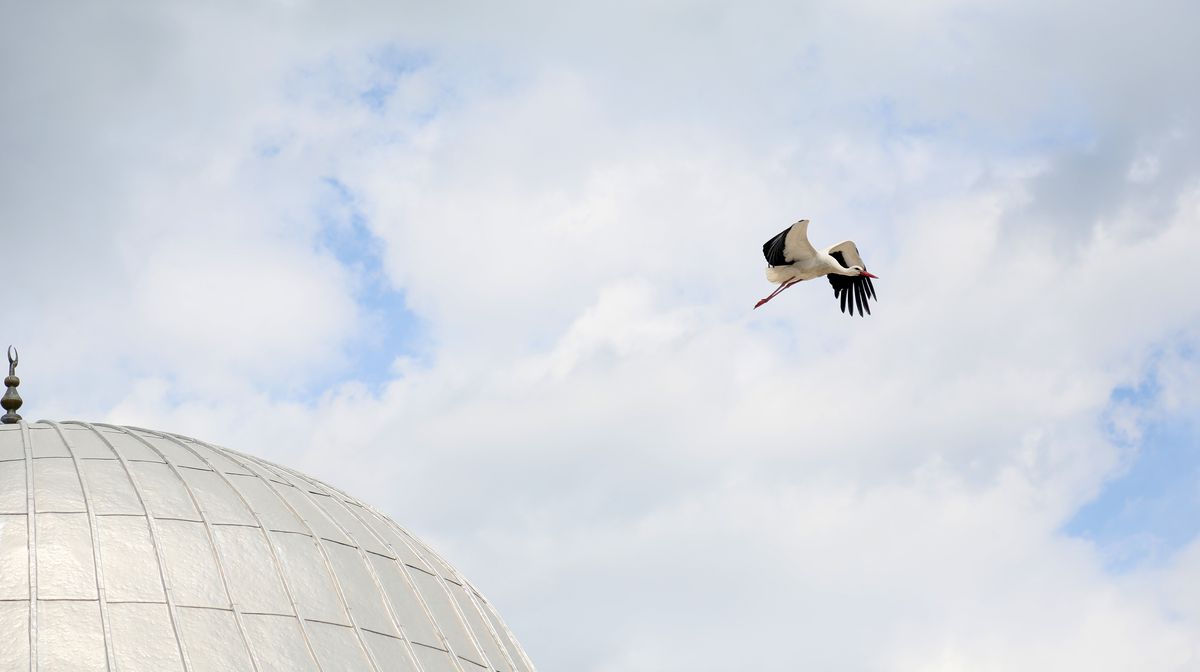 Leylek Yuva Tartışması