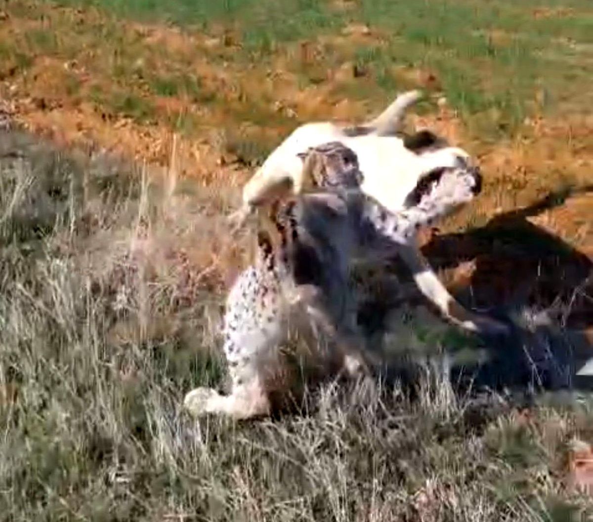 Vaşak ve Köpek Arasında Kavga!