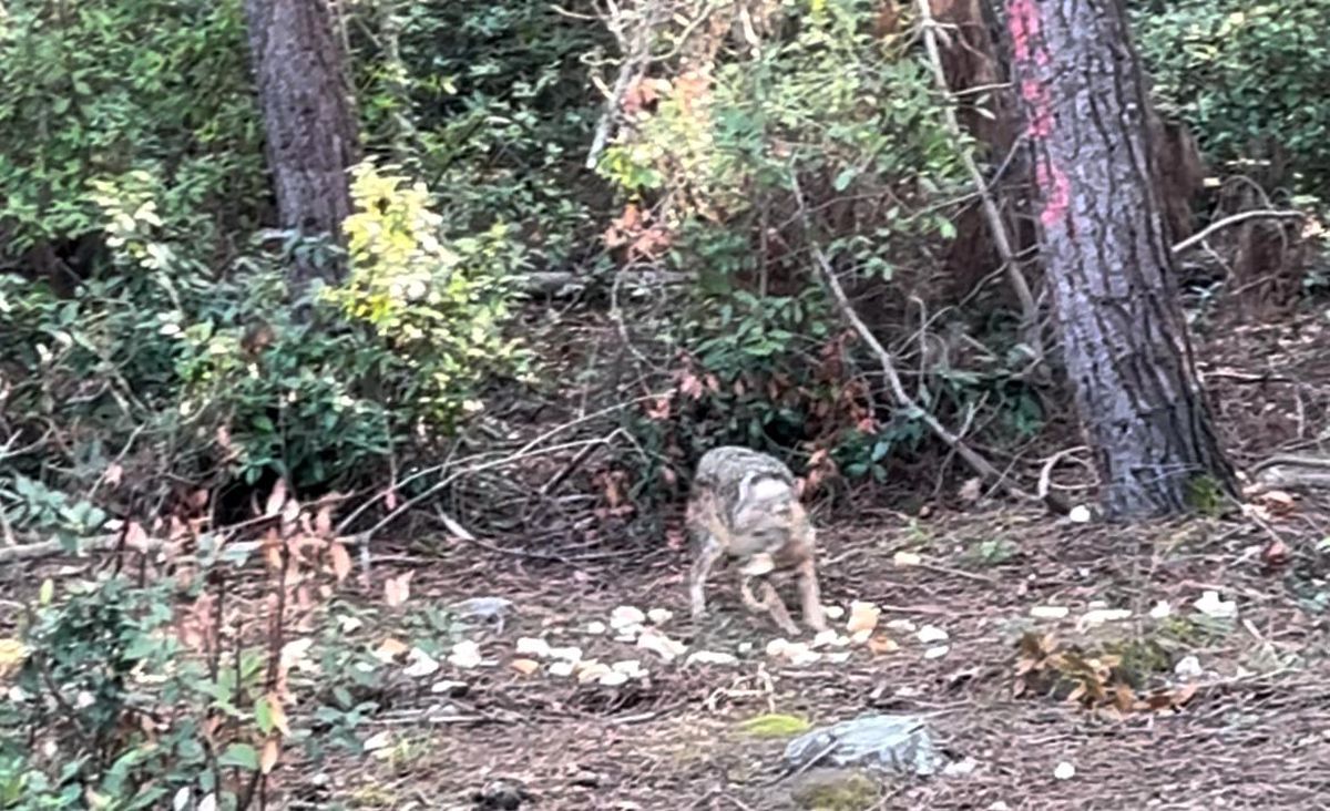 Sinop\'ta Çakalın Ekmeği Kapma Anları