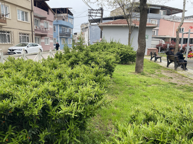 Parktan topladıkları bitki az kalsın minik çocuğun canına mal oluyordu