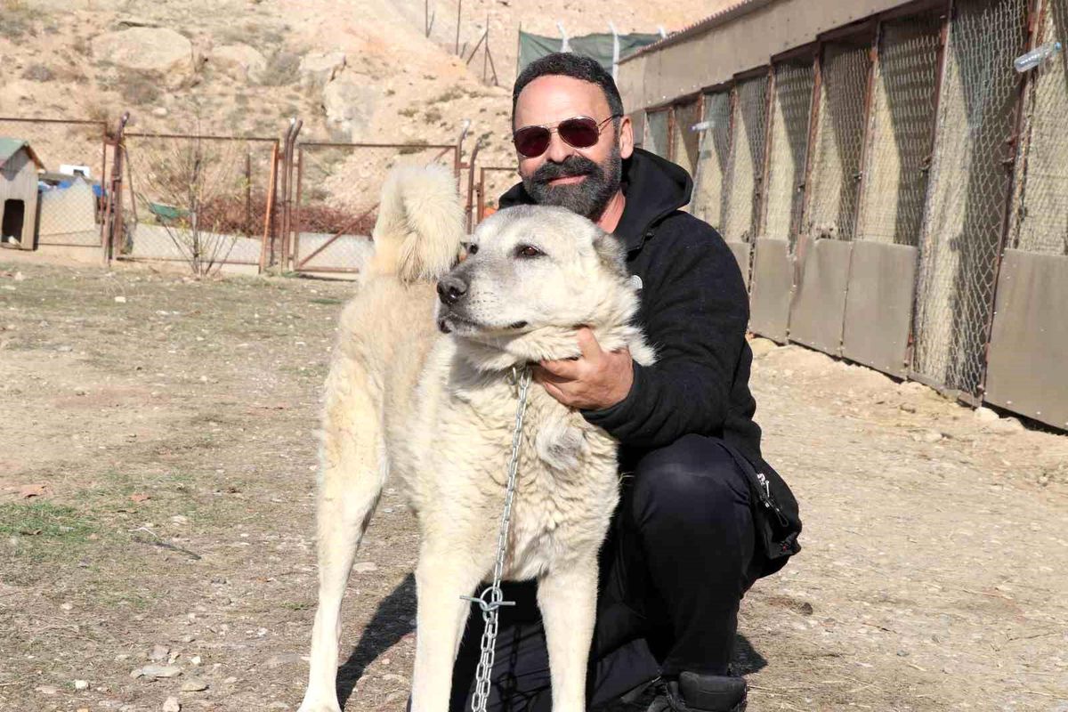 Kangal ve Sibirya Kurdunun Barış Mesajı