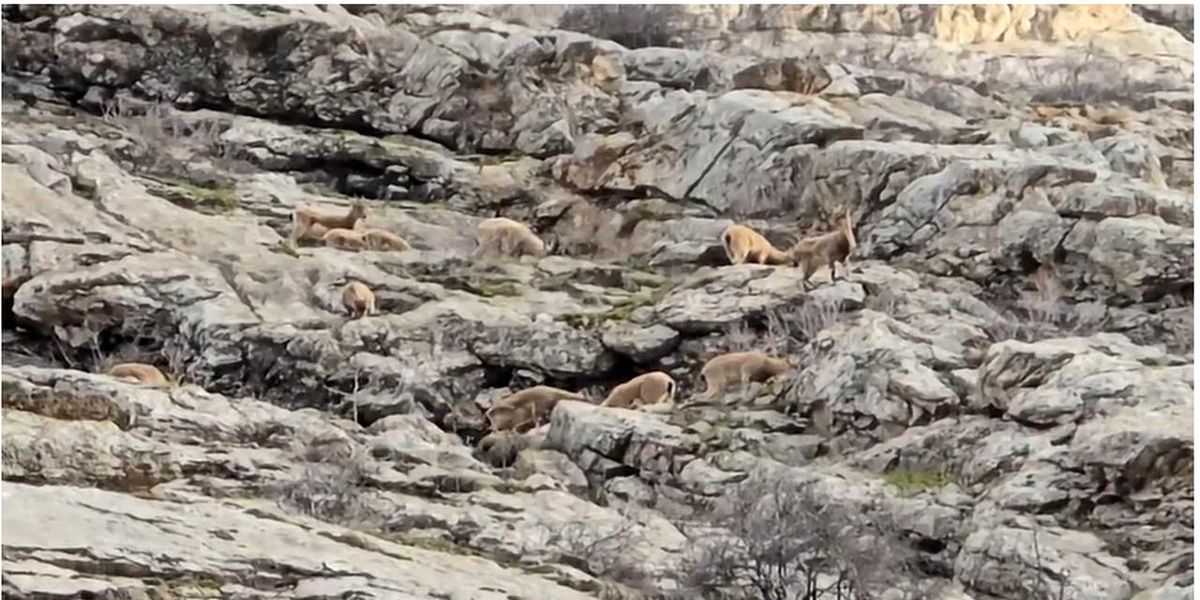 Hakkari\'de Dağ Keçileri Görüntülendi