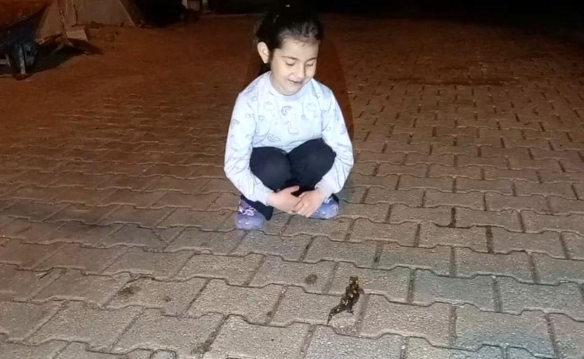 Nesli Tehdit Altında Türk Semenderi Adana\'da Görüldü