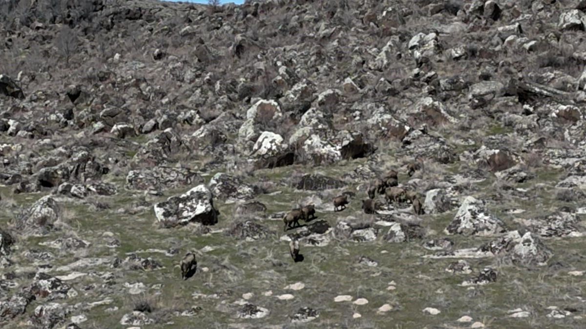 Yaban Domuzları Çiftçilerin Kabusu