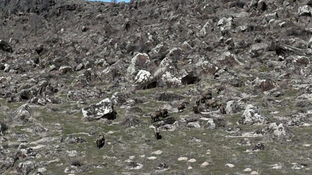 Yaban Domuzları Çiftçilerin Kabusu