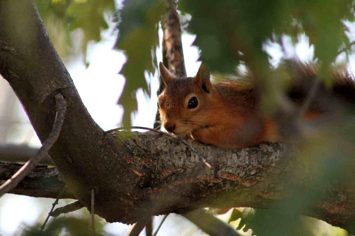 Dumanlı Tabiat Parkı\'nda Sevimli Sincap