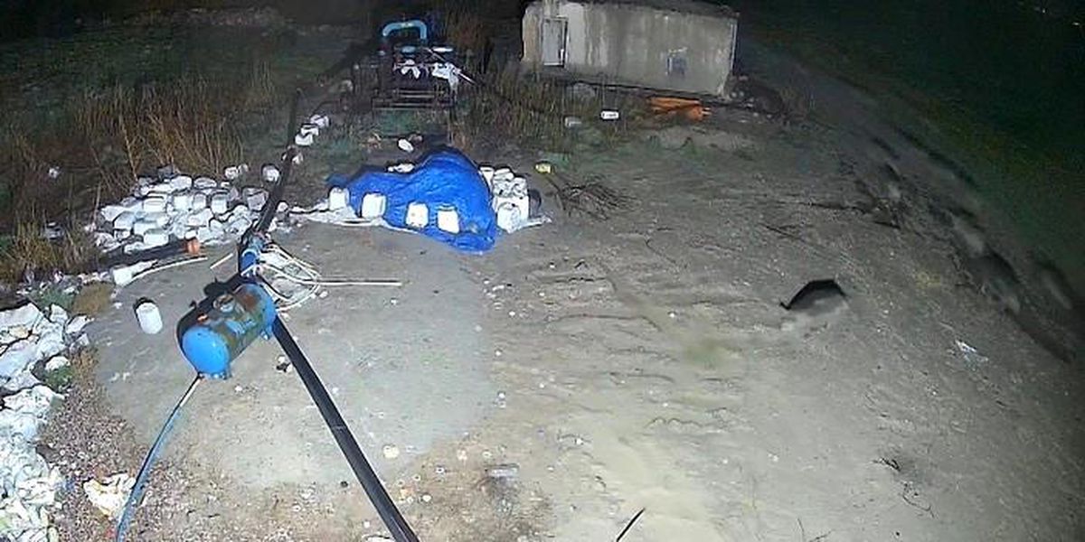 Domuz Sürüsü Konya\'da Yerleşim Alanına Girdi