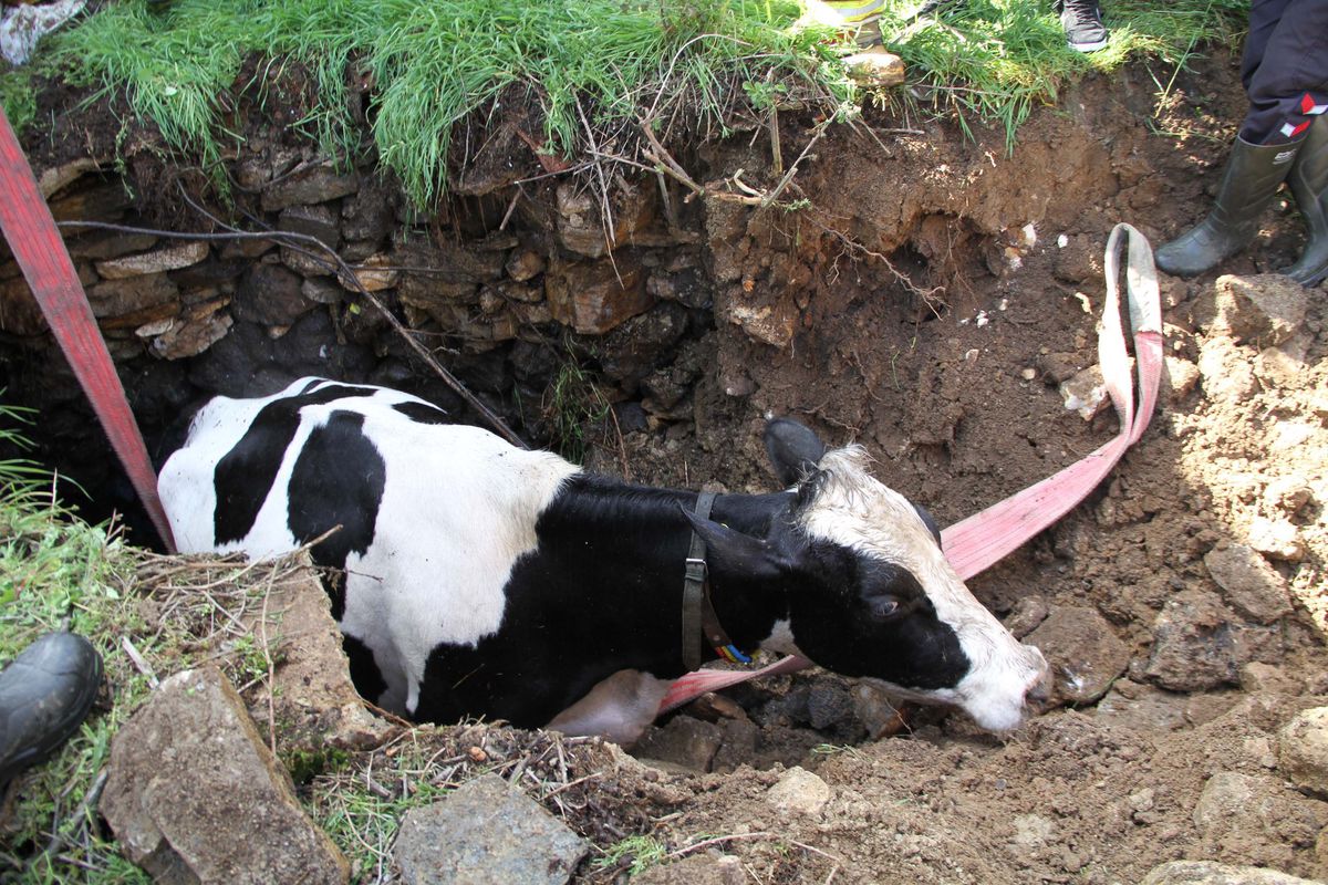Su Kuyusuna Düşen Gebe İnek Kurtarıldı