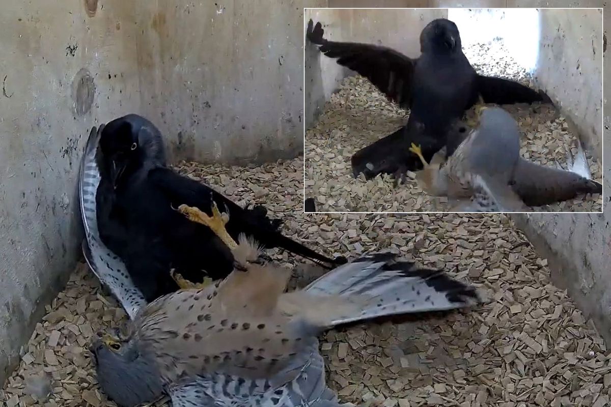 National Geographic belgesellerini aratmayan sahne: Kargaların intikamı