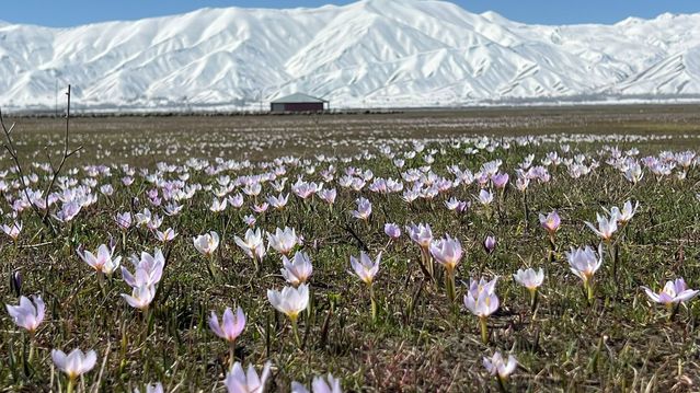 Yüksekova’da Kardelenler Çiçek Açtı