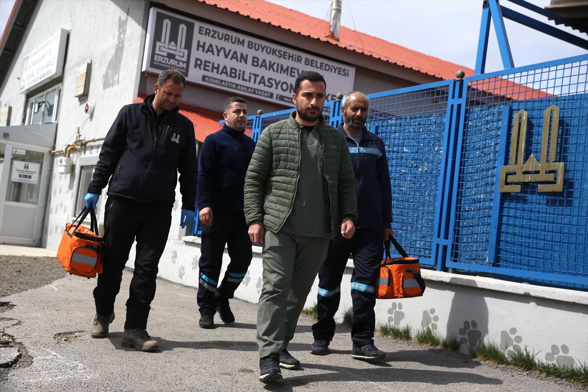 Erzurum\'da Sahipsiz Hayvan Sorununa Çözüm