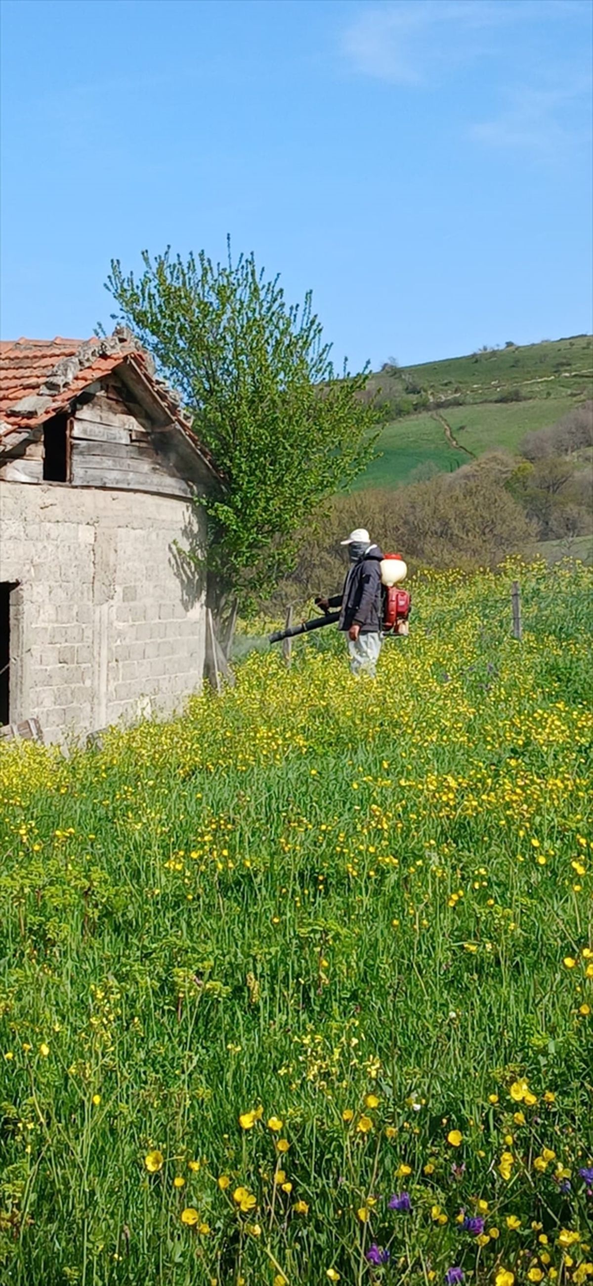 Samsun\'da Kahverengi Kokarca ile Mücadele