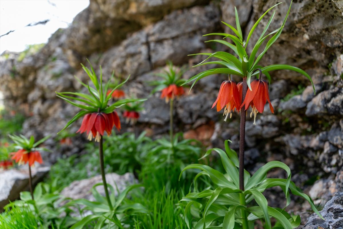 Adıyaman\'da Ters Laleler Baharı Müjdeliyor