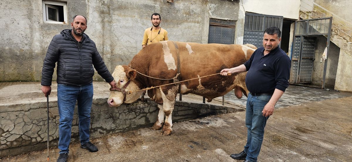 Ağrı\'da 600 Bin Liralık Kurbanlık Boğa