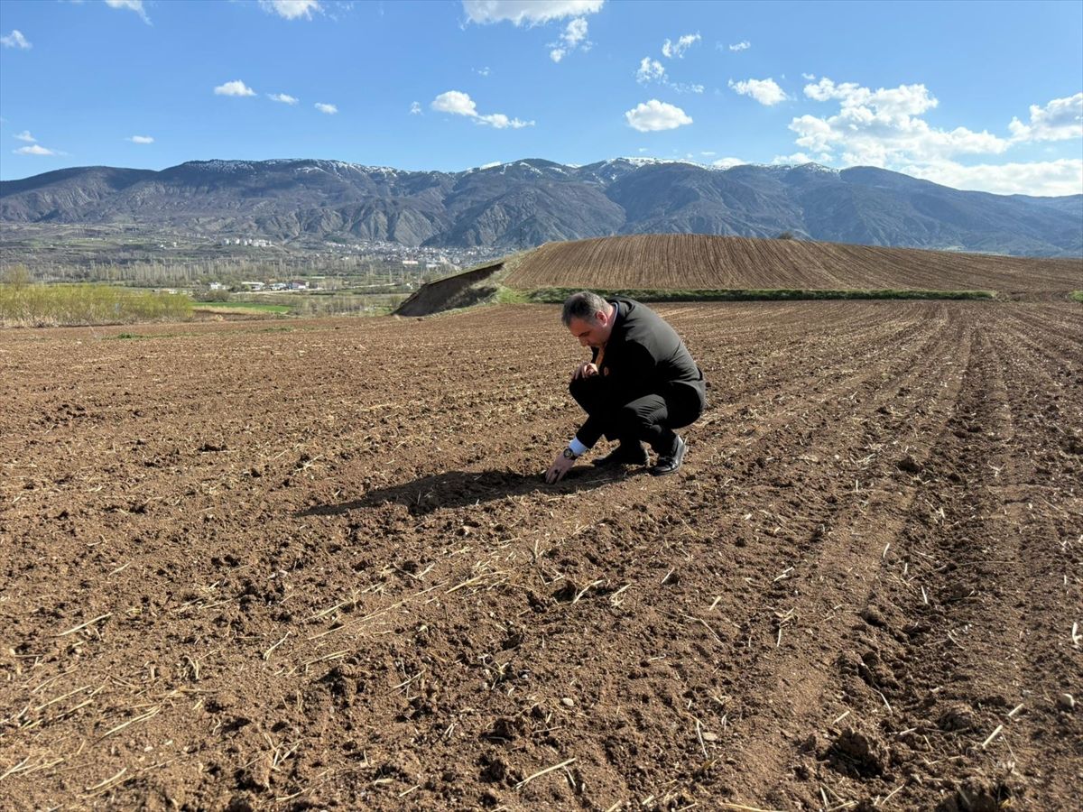 Akıncılar\'da Nohut Ekimi Başladı