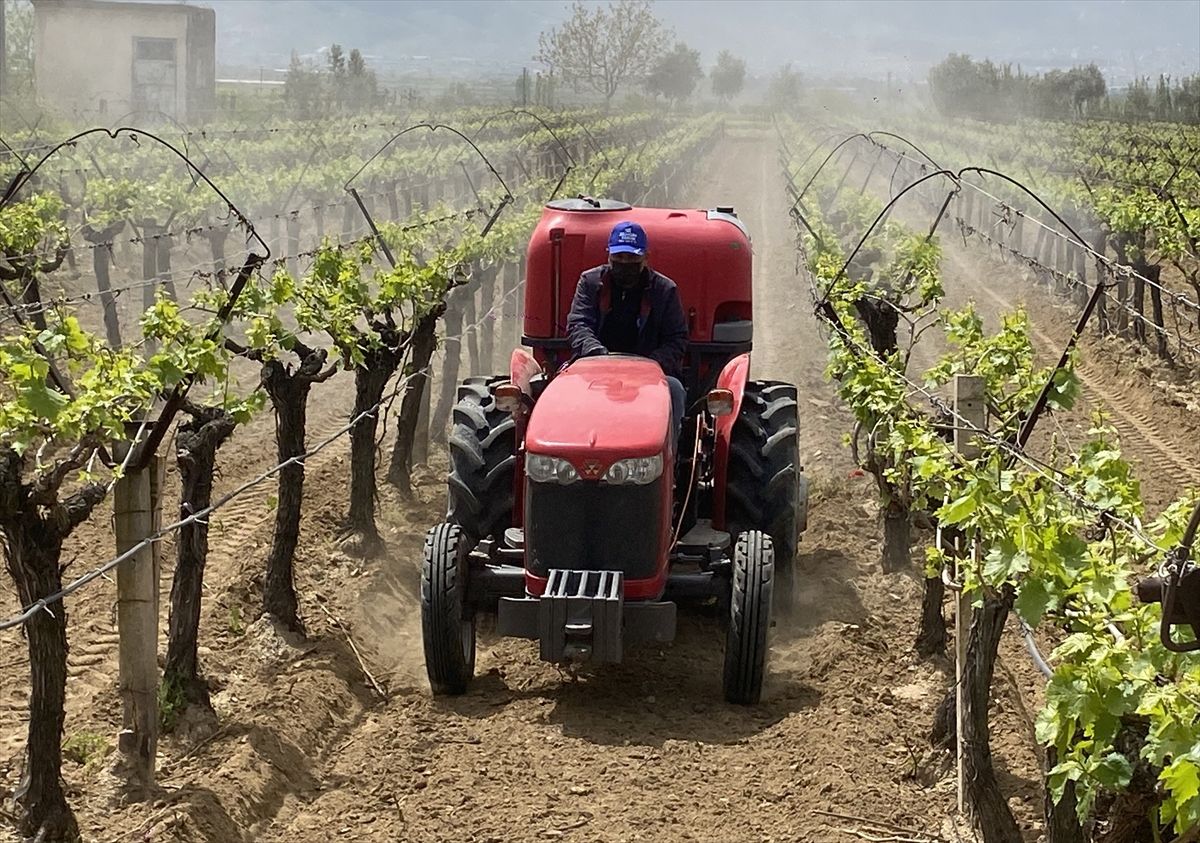 Alaşehir’de Kontrollü Bağcılık Projesi