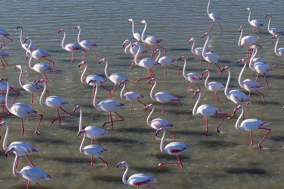 Köylülerden Flamingolara Yaşam Alanı
