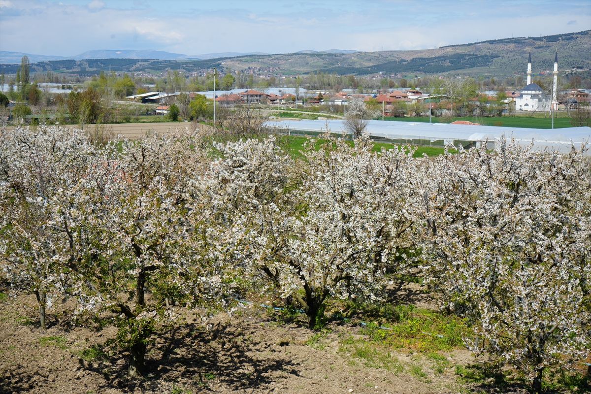 Amasya\'da Kiraz Bahçeleri Beyaza Büründü