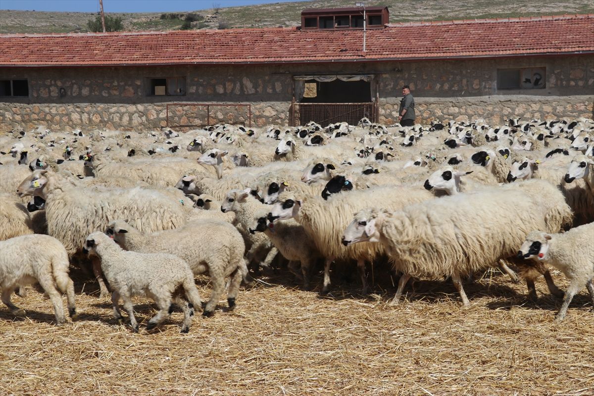 Kuzular Anneleriyle Buluştu