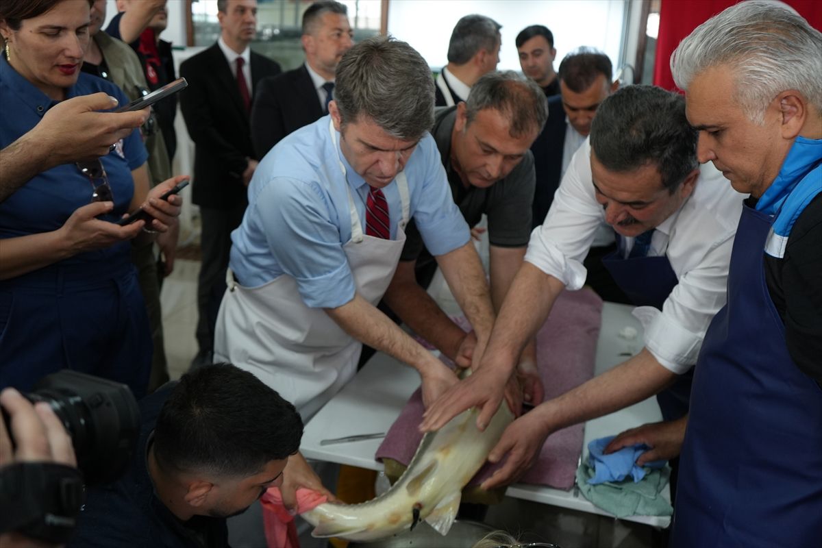 Amasya\'da Mersin Balığı Üretimi Artıyor