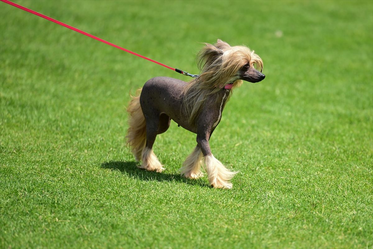 Antalya\'da Uluslararası Köpek Irkları Yarışması