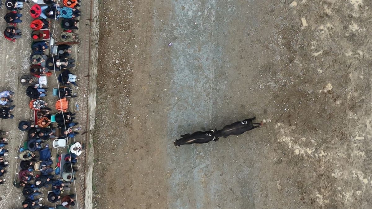 31. Boğa Güreşleri Festivali Tamamlandı