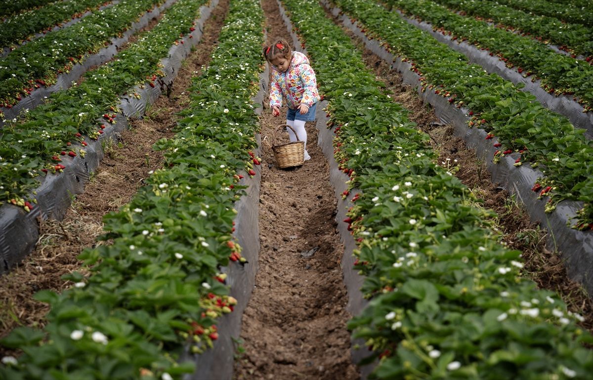 Emiralem Çileği Verimli Bir Yıl Geçiriyor
