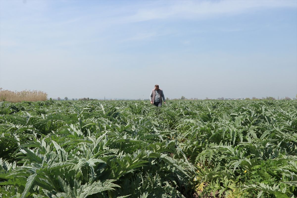 Bursalı Memur Enginar Üretiminde Başarı Yakaladı