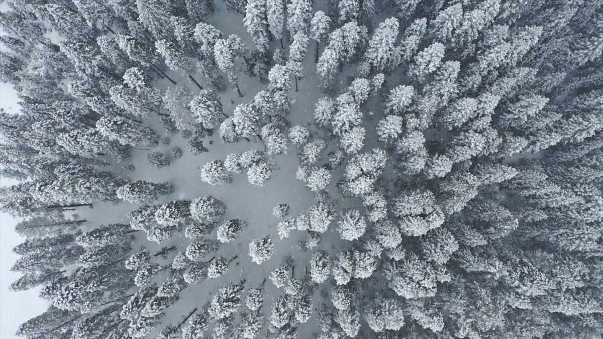 Ilgaz Dağı\'nda Bahar Manzarası