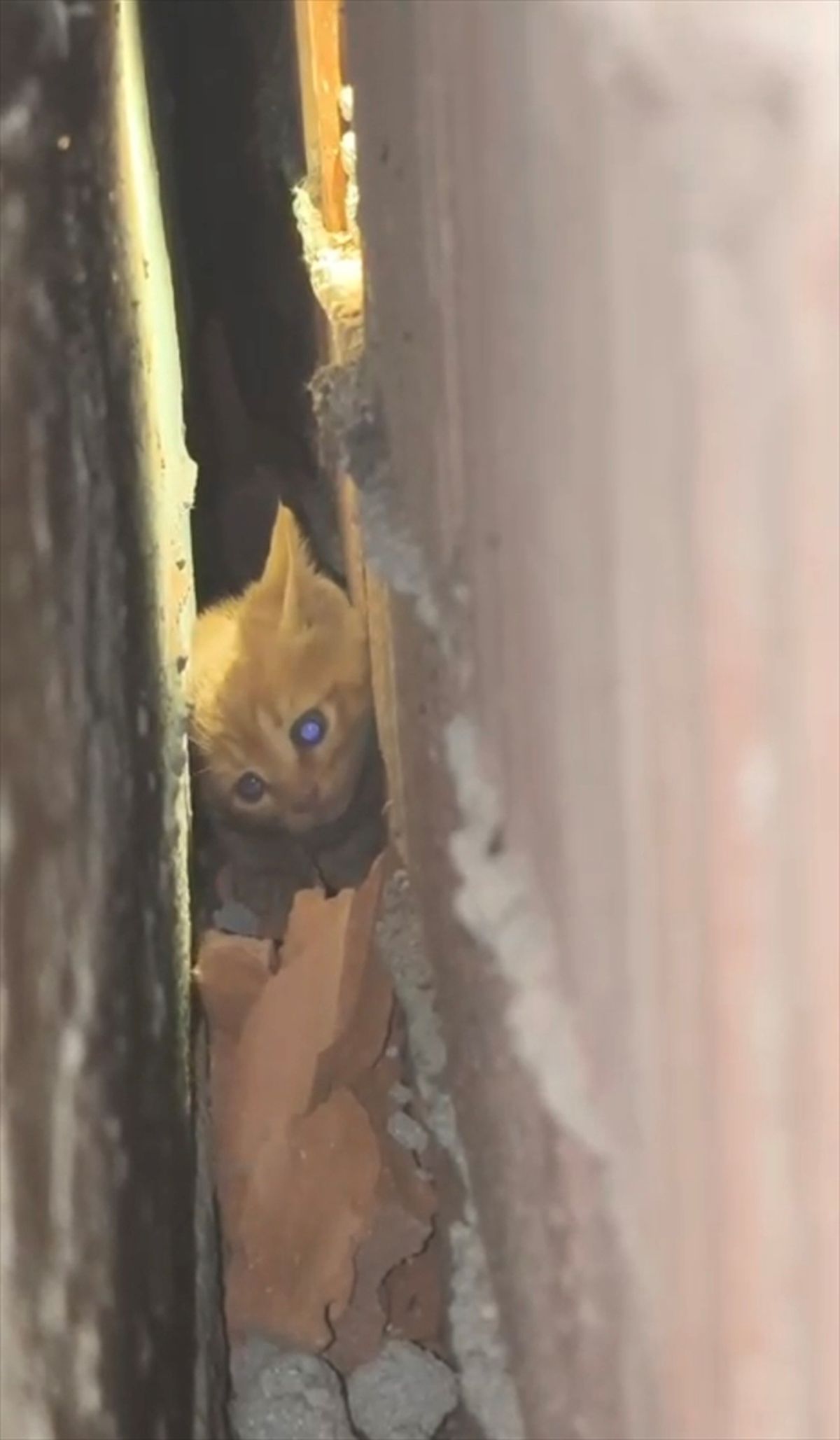 Sındırgı\'da İtfaiye, Sıkışan Kedi Yavrusunu Kurtardı