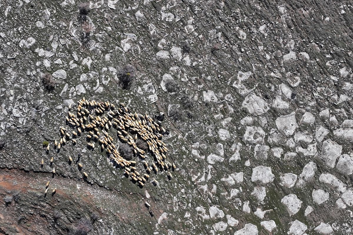 Kayseri\'de Koyun Dağıtımı Artıyor