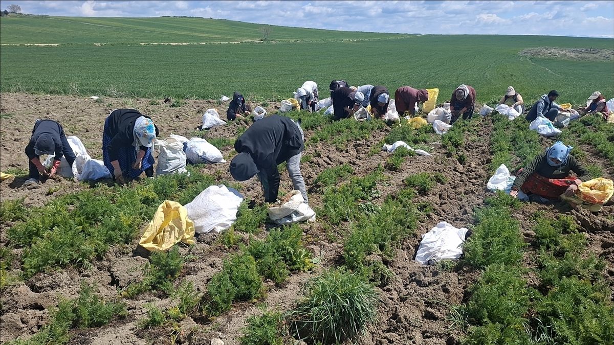 Beypazarı\'nda Havuç Hasadı Başladı