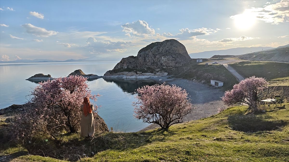 Adilcevaz\'da Badem Ağaçları Çiçek Açtı