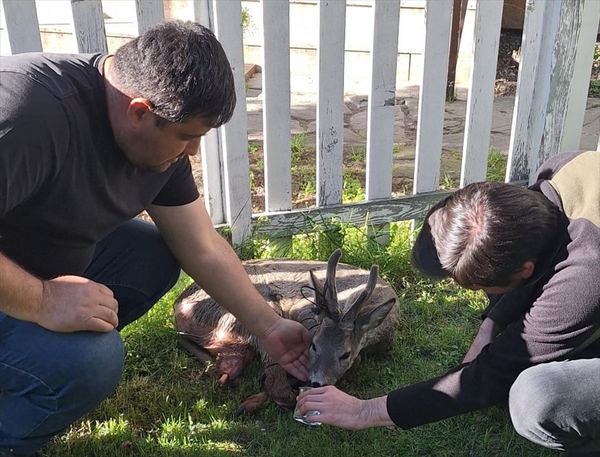 Yaralı Karaca Tedavi Altında